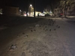 Уток на Пуховском пруду пересчитали