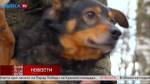 Добрый пёс Крекс ждёт своего любящего хозяина