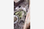 Разлагающиеся тела солдат ВСУ в Курской области сняли на видео