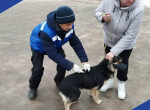 Жители пригорода Калуги массово вакцинировали домашних питомцев от бешенства