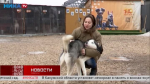 Добрый и красивый пёс Юкки ищет дом