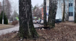 В жуковских Кременках массово травят бездомных животных