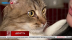 Пушистый и ласковый кот Юра потерял хозяина и мечтает о новой семье