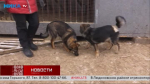 Трое весёлых, здоровых щенков готовы отправиться к активным и любящим хозяевам
