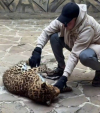 В Калуге начали выпускать видеопрограммы о животных экопарка \