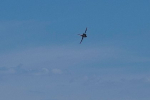     - F-16