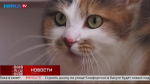 Пушистая красавица с зелёными глазами ищет доброго хозяина