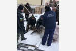 Молодой кабанчик забрел в российский город и несколько часов бегал от спасателей