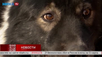 Добрый пёс почтенного возраста Марк ищет любящего хозяина