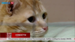 «Живая среда». Котик Пончик ищет любящую семью
