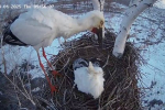 Самка аиста пристыдила вернувшегося под утро мужа и попала на видео