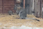 Видео с новорожденным кенгуренком показали в российском зоопарке