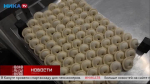 В Воротынске благодаря новому аппарату производят 600 кг пельменей в день