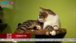 Темпераментная кошка Мурсия ждет своих хозяев
