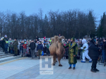 Живой верблюд разгуливает на космическом празднике в Калуге