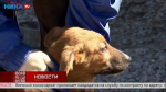 «Живая среда». Четыре щенка ищут добрые руки