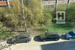 В Калуге массово запылила береза
