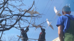 555 белых журавлей поднимутся над бульваром Кирова к 9 мая