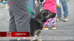 На Яченском водохранилище прошёл фестиваль кошек и собак «Дружные судьбы»