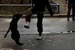 В российском городе пара кинологов избила собак и попала на видео
