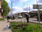 Акции по посадке деревьев проходят в Калужской области