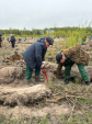 В Калужском лесничестве высадили более девяти тысяч сосен