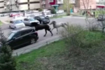 Сбежавшие от хозяев кони сбили семилетнюю девочку в российском городе и попали на видео