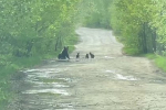 Купание медведицы с медвежатами в луже попало на видео в российском регионе