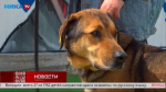 Преданный и умный пёс Айрон ищет доброго хозяина