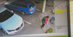 Пенсионерка разграбила клумбы в Обнинске