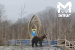 Медведи обнюхали российскую стелу в поисках еды и попали на видео