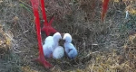 В семье калужских аистов вылупились два птенца из четырех