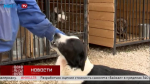 Пёс Бим, похожий на героя известного фильма, ищет дом
