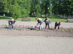 Более 11 тысяч цветов высадили на муниципальных клумбах в Людинове