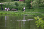 Врач предупредила россиян о живущей в некоторых водоемах пожирающей мозг амебе