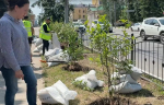 В центре Калуги посадили много сирени
