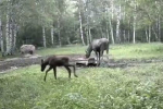 Фотоловушка российского заповедника запечатлела трапезу лосихи с детенышами