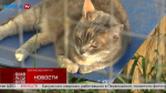 Ласковые трёхцветные кошки Забава и Муза ждут любящих хозяев