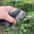 Калужан призвали не спасать птенцов, вылетевших из гнёзд