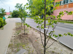 В Малоярославце появилась липовая аллея