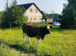 В Калужской области отменяют лейкозный карантин крупного рогатого скота