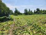 В Балабанове пешеходную зону очистили от борщевика
