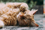 Участник СВО стал искать дом для потерявшего хозяина кота по кличке Кот из Курской области