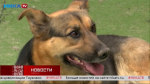Дружелюбная собака «Пальма» надеется найти любящего хозяина