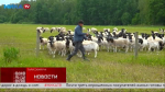 На ферме в Калужской области разводят особых овец