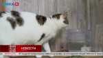Ласковая кошка Гиза ищет новый дом