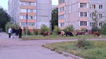 Троих хозяев домашнего скота на \