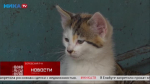 «Живая среда». Русик, Кофейка и Снежка ищут новый дом