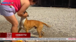 Молодой породистый пёс Честер ищет семью