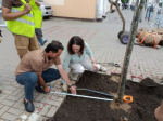 С начала лета в Калуге высажено 3,5 тысячи деревьев и кустарников